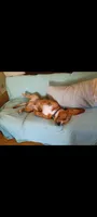 Chico, a male Basset Hound for sale in Virginia Beach, VA – 7 of 8