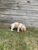 Long John, a male Basset Hound for sale in Virginia Beach, VA – 4 of 6