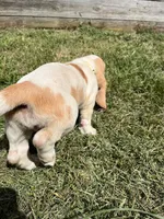 Sweet Pea (yellow collar girl), a female Basset Hound for sale in Virginia Beach, VA – 6 of 9