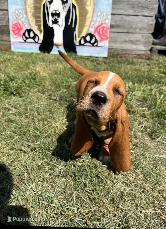 Co Co (red collar girl) – Basset Hound puppy for sale in Virginia Beach, VA
