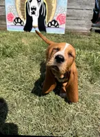 Co Co (red collar girl), a female Basset Hound for sale in Virginia Beach, VA – 1 of 4