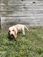 Sweet Pea (yellow collar girl), a female Basset Hound for sale in Virginia Beach, VA – 5 of 9