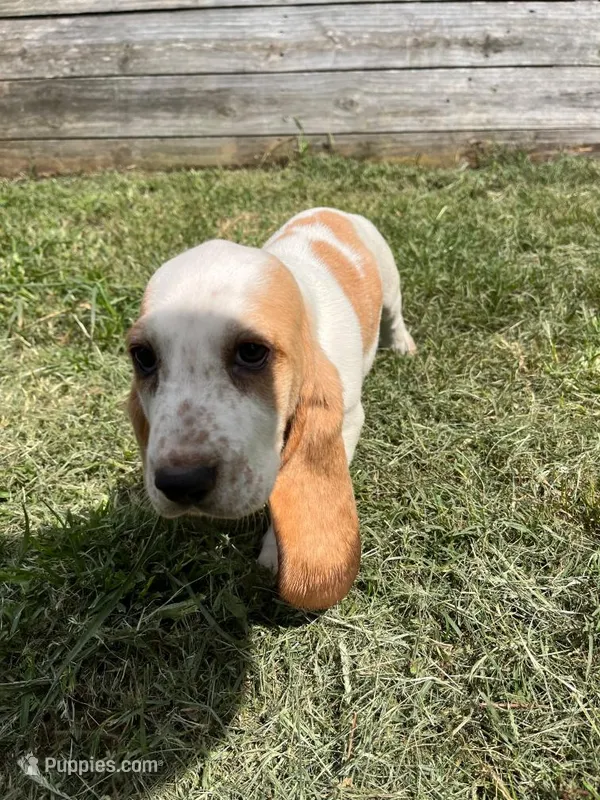 Sweet Pea (yellow collar girl) – Basset Hound puppy for sale in Virginia Beach, VA