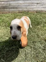 Sweet Pea (yellow collar girl), a female Basset Hound for sale in Virginia Beach, VA – 7 of 9