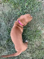 Barbie (pink collar girl), a female Basset Hound for sale in Virginia Beach, VA – 4 of 5