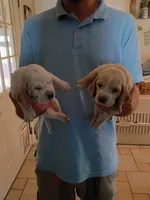 Cini Mini, a female Basset Hound for sale in Virginia Beach, VA – 3 of 3