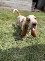 Long John, a male Basset Hound for sale in Virginia Beach, VA – 6 of 6