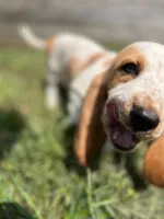 Long John, a male Basset Hound for sale in Virginia Beach, VA – 5 of 6