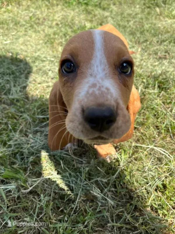 Eva (green collar girl) – Basset Hound puppy for sale in Virginia Beach, VA