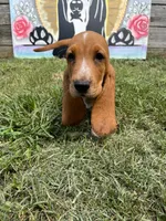 Barbie (pink collar girl), a female Basset Hound for sale in Virginia Beach, VA – 2 of 5