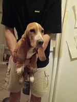 Sunny girl, a female Basset Hound for sale in Virginia Beach, VA – 1 of 3