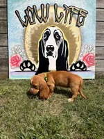 Eva (green collar girl), a female Basset Hound for sale in Virginia Beach, VA – 4 of 7