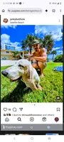 Chico, a male Basset Hound for sale in Virginia Beach, VA – 8 of 8