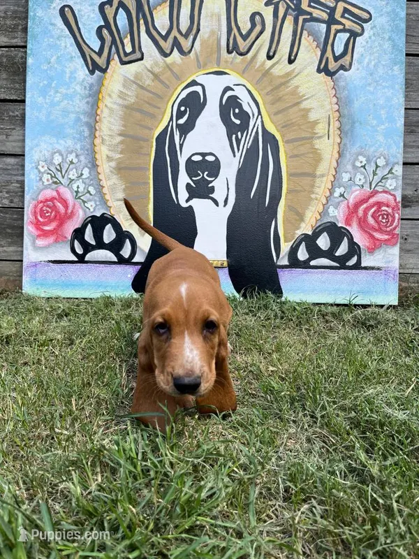 Barbie (pink collar girl) – Basset Hound puppy for sale in Virginia Beach, VA
