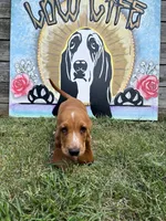 Barbie (pink collar girl), a female Basset Hound for sale in Virginia Beach, VA – 1 of 5