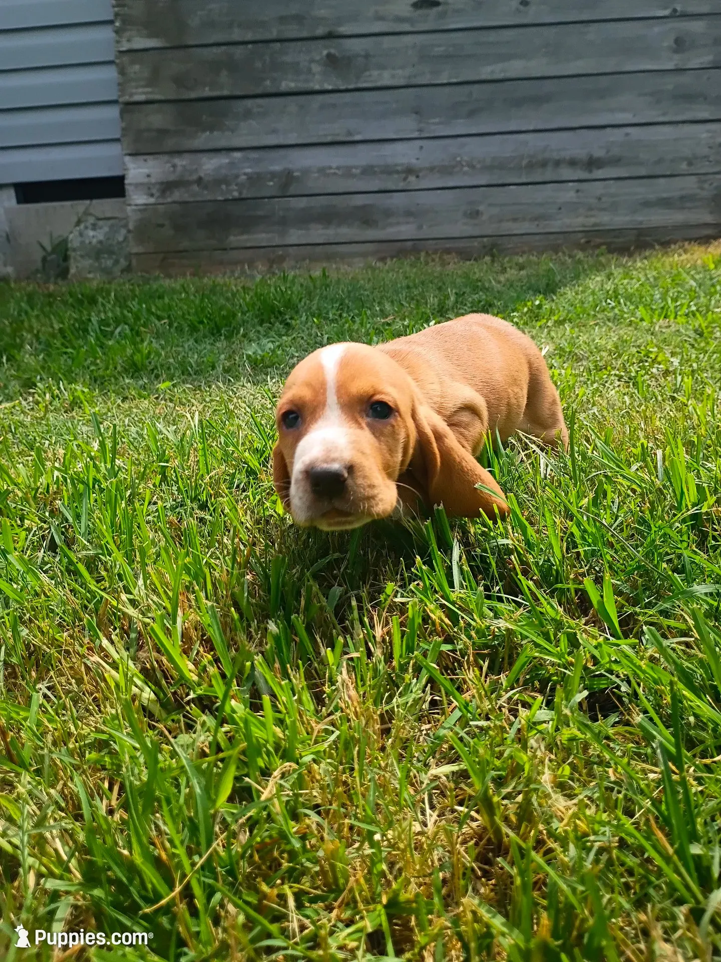 Cini Mini, a female Basset Hound for sale in Virginia Beach, VA – 1 of 3