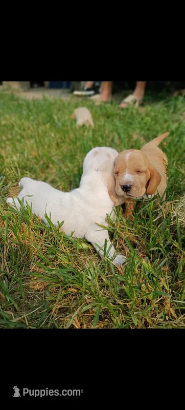 Chico – Basset Hound puppy for sale in Virginia Beach, VA