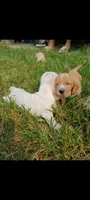 Chico, a male Basset Hound for sale in Virginia Beach, VA – 2 of 8