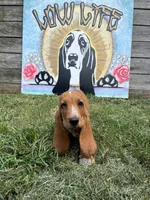 Barbie (pink collar girl), a female Basset Hound for sale in Virginia Beach, VA – 5 of 5
