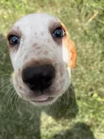 Sweet Pea (yellow collar girl), a female Basset Hound for sale in Virginia Beach, VA – 2 of 9