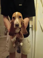 Sunny girl, a female Basset Hound for sale in Virginia Beach, VA – 2 of 3