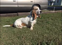 Sweet Pea (yellow collar girl), a female Basset Hound for sale in Virginia Beach, VA – 9 of 10
