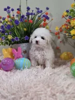 Willow, a female Poodle - Toy  for sale in Rainbow City, AL – Photo 7 of 10