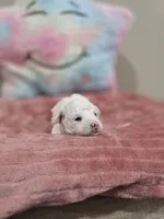 Willow, a female Poodle - Toy  for sale in Rainbow City, AL – Photo 9 of 10