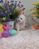 Willow, a female Poodle - Toy  for sale in Rainbow City, AL – Photo 1 of 10