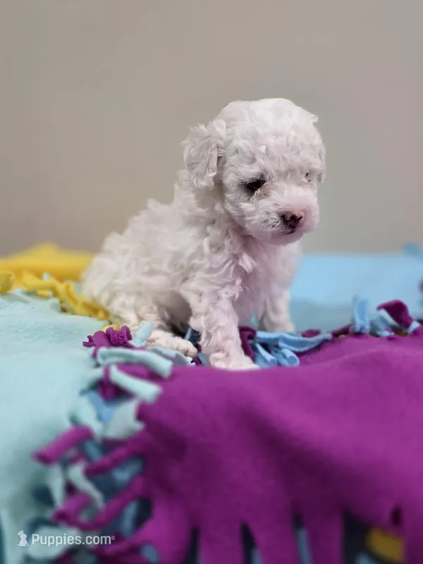 Willow – Poodle - Toy  puppy for sale in Rainbow City, AL