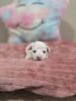 Willow, a female Poodle - Toy  for sale in Rainbow City, AL – Photo 5 of 10