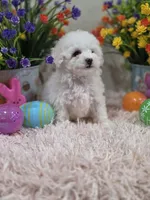 Willow, a female Poodle - Toy  for sale in Rainbow City, AL – Photo 8 of 10