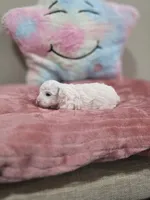 Willow, a female Poodle - Toy  for sale in Rainbow City, AL – Photo 2 of 10