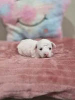 Willow, a female Poodle - Toy  for sale in Rainbow City, AL – Photo 1 of 10