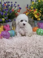 Willow, a female Poodle - Toy  for sale in Rainbow City, AL – Photo 9 of 10
