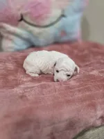 Willow, a female Poodle - Toy  for sale in Rainbow City, AL – Photo 8 of 10