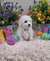 Willow, a female Poodle - Toy  for sale in Rainbow City, AL – Photo 10 of 10