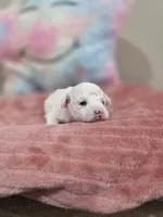 Willow, a female Poodle - Toy  for sale in Rainbow City, AL – Photo 4 of 10