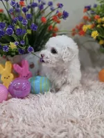 Willow, a female Poodle - Toy  for sale in Rainbow City, AL – Photo 4 of 10