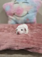 Willow, a female Poodle - Toy  for sale in Rainbow City, AL – Photo 10 of 10