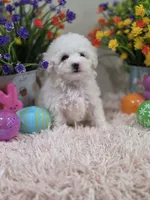 Willow, a female Poodle - Toy  for sale in Rainbow City, AL – Photo 3 of 10