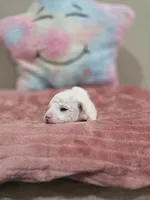 Willow, a female Poodle - Toy  for sale in Rainbow City, AL – Photo 6 of 10