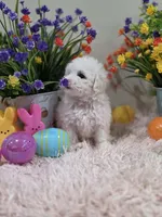 Willow, a female Poodle - Toy  for sale in Rainbow City, AL – Photo 6 of 10