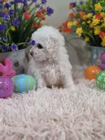 Willow, a female Poodle - Toy  for sale in Rainbow City, AL – Photo 5 of 10