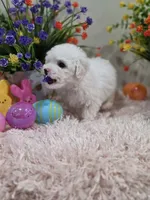 Willow, a female Poodle - Toy  for sale in Rainbow City, AL – Photo 2 of 10