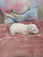 Willow, a female Poodle - Toy  for sale in Rainbow City, AL – Photo 7 of 10