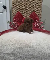 Quest (AKC), a male Poodle - Toy  for sale in Rainbow City, AL – Photo 5 of 10