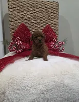 Quest (AKC), a male Poodle - Toy  for sale in Rainbow City, AL – Photo 10 of 10