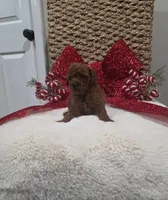 Quest (AKC), a male Poodle - Toy  for sale in Rainbow City, AL – Photo 2 of 10