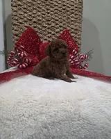 Quest (AKC), a male Poodle - Toy  for sale in Rainbow City, AL – Photo 7 of 10